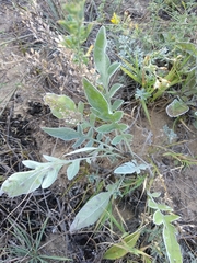 Psephellus turgaicus