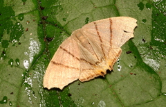 Orudiza protheclaria