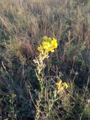 Erysimum quadrangulum