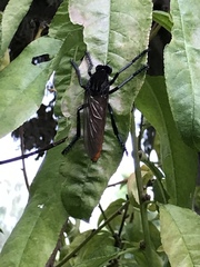 Archilestris magnificus