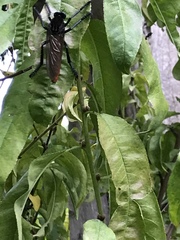Archilestris magnificus