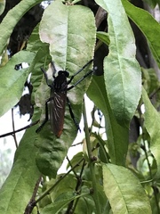 Archilestris magnificus