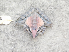 Ptychadena oxyrhynchus