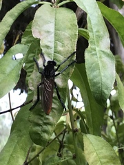 Archilestris magnificus