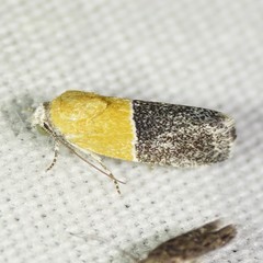Ponometia clausula