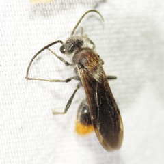 Sphaeropthalma marpesia
