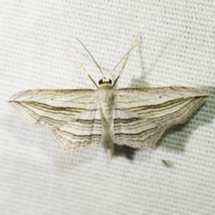 Arcobara multilineata