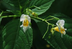 Impatiens edgeworthii