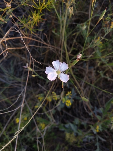 Dianthus ramosissimus (Dianthus ramosissimus)