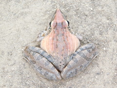 Ptychadena oxyrhynchus
