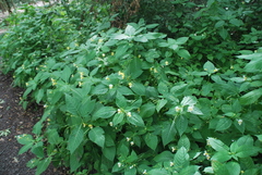 Impatiens edgeworthii