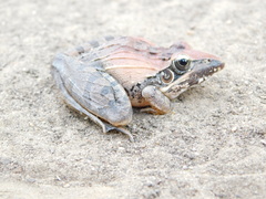 Ptychadena oxyrhynchus