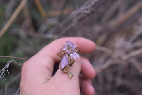 Groovy Glad (Gladiolus pretoriensis)