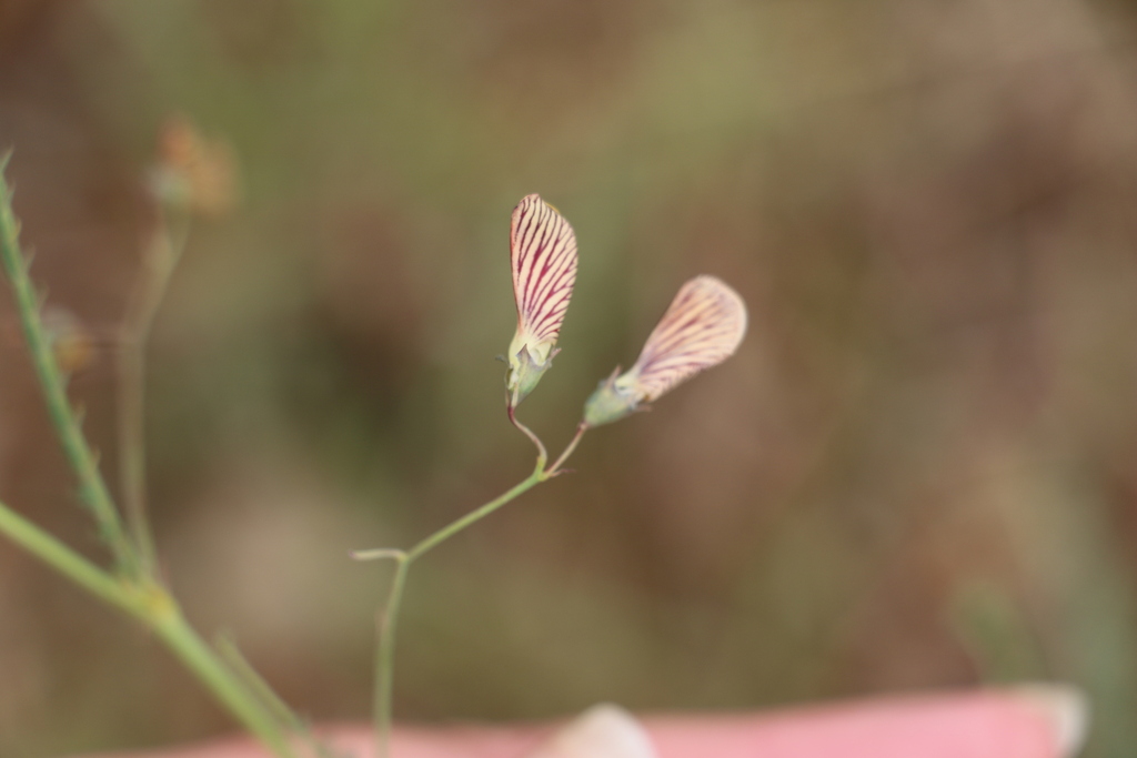 Sesbania notialis J.B.Gillett