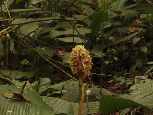 Goeppertia gymnocarpa (Goeppertia gymnocarpa)