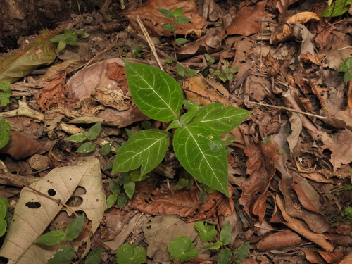 Mikania guaco, photograph 3