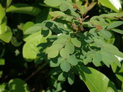 Phyllanthus reticulatus reticulatus