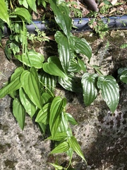 Stemona tuberosa