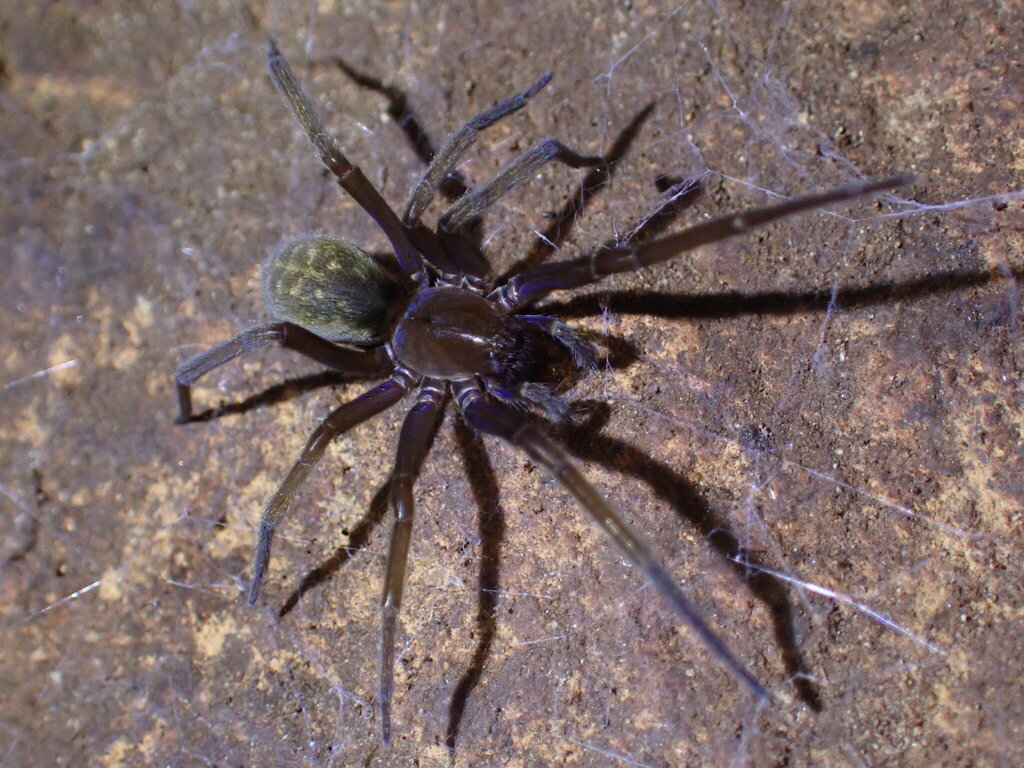 Matundua silvatica