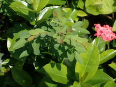 Phyllanthus reticulatus reticulatus