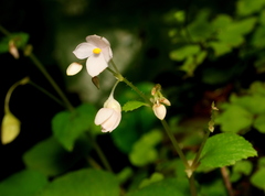 Begonia crenata