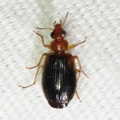 Lebia scapula