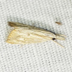 Xubida dentilineatella