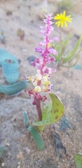 Lachenalia membranacea