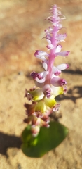 Lachenalia membranacea