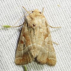 Hexorthodes accurata