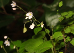 Begonia crenata