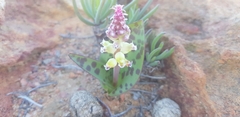 Lachenalia membranacea