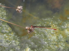 Megalagrion calliphya