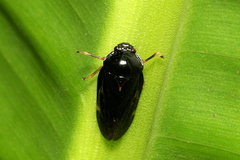 Insecta