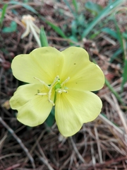 Oenothera stucchii