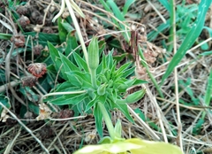 Oenothera stucchii