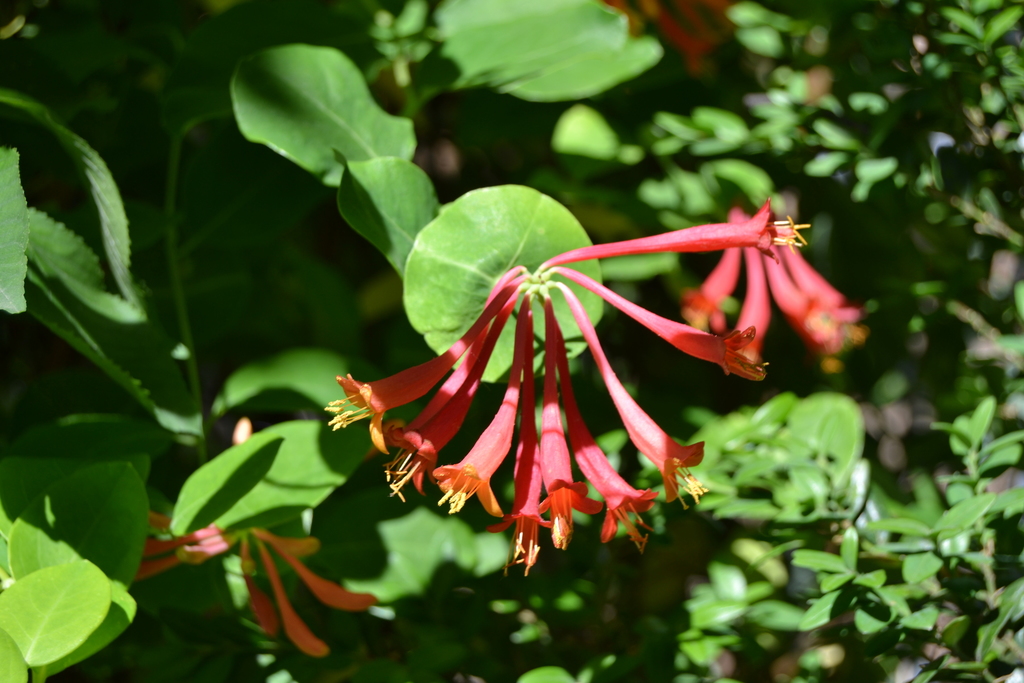 Coral Honeysuckle From Clayton MO USA On May 20 2019 At 09 41 AM By   Large 