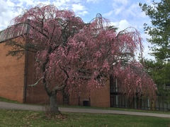 Prunus pendula