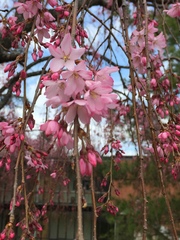 Prunus pendula