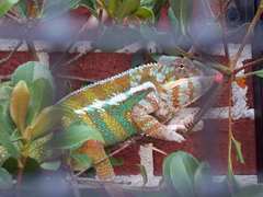 Furcifer