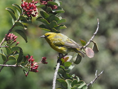 Chlorodrepanis virens wilsoni