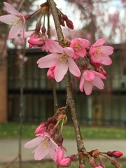 Prunus pendula