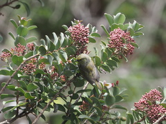 Chlorodrepanis virens wilsoni