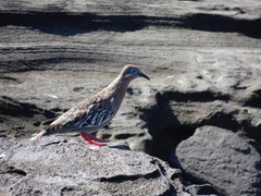 Zenaida galapagoensis