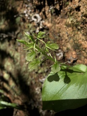 Liparis cordifolia