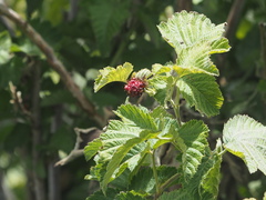 Rubus hawaiensis