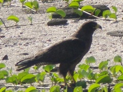 Buteo galapagoensis