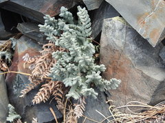 Pellaea bridgesii image