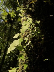 Liparis cordifolia