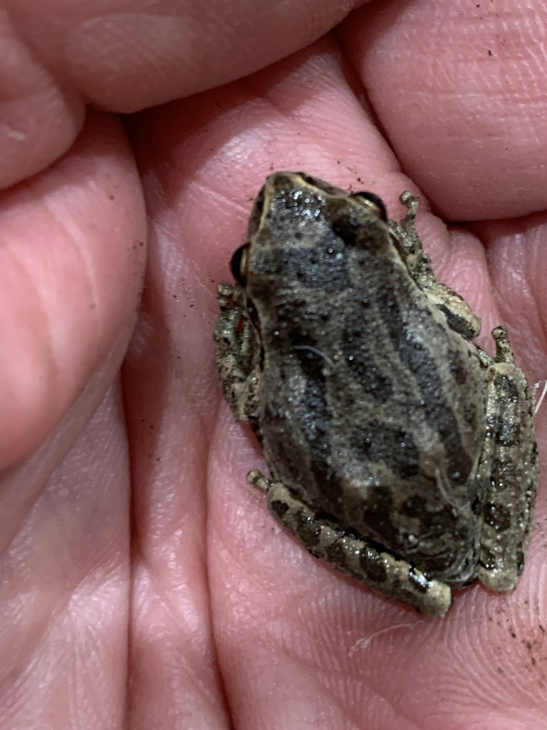 pacific-chorus-frog-from-paoli-loop-rd-american-canyon-ca-us-on